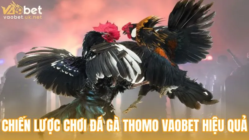 Chiến lược chơi Đá gà Thomo Vaobet hiệu quả
