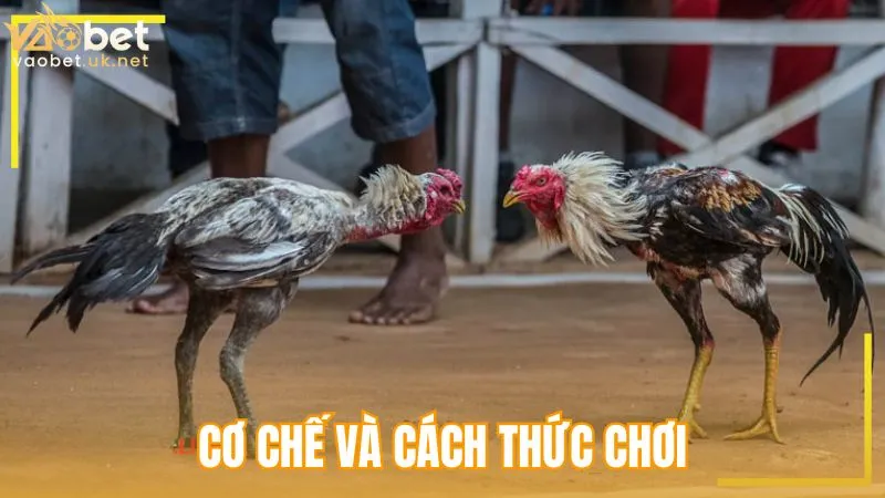 Cơ chế và cách thức chơi Đá gà Thomo Vaobet