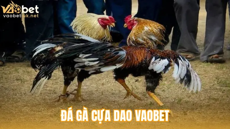 Đá gà cựa dao Vaobet