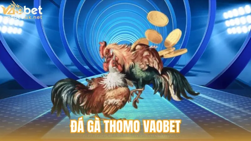 đá gà thomo vaobet