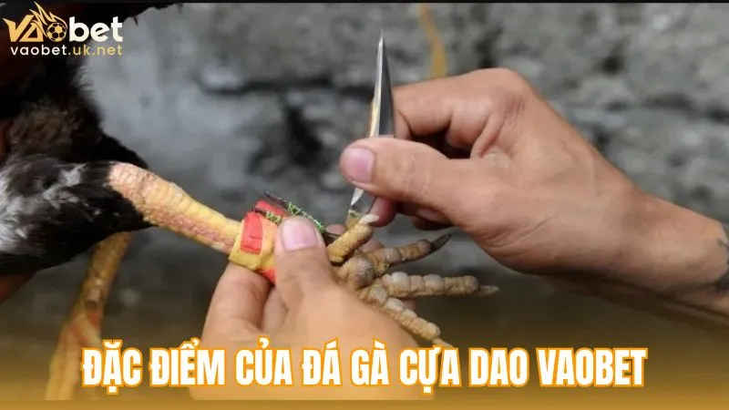 Đặc điểm của Đá gà cựa dao Vaobet