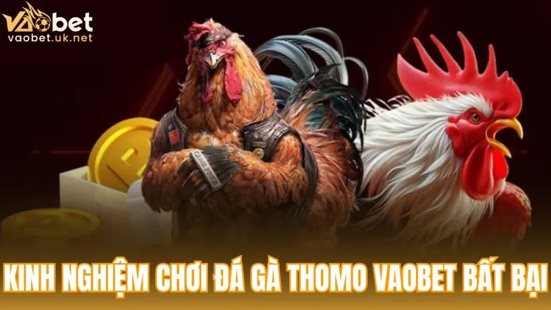 Kinh nghiệm chơi Đá gà Thomo Vaobet bất bại