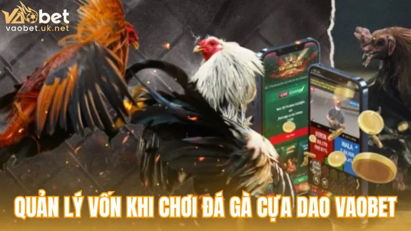 Quản lý vốn khi chơi Đá gà cựa dao Vaobet